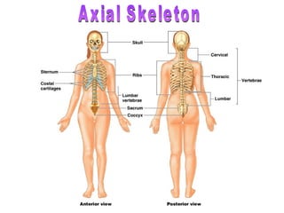 Comprehensive Anatomy of the Human Skull and Vertebral Column | PPT