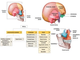 Comprehensive Anatomy of the Human Skull and Vertebral Column | PPT