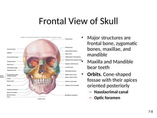 Comprehensive Anatomy of the Human Skull and Vertebral Column | PPT