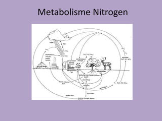 Metabolisme Nitrogen
 