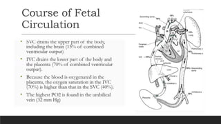 Fetal and Neonatal Circulation: Physiology, Transition, and Critical ...