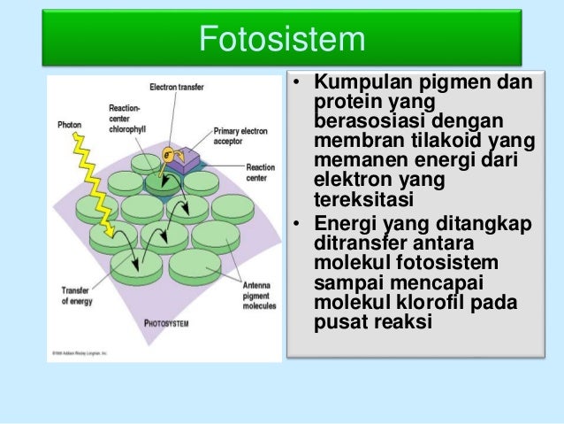 Fotosintesis 1