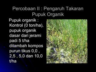 Percobaan II : Pengaruh TakaranPercobaan II : Pengaruh Takaran
Pupuk OrganikPupuk Organik
Pupuk organik :Pupuk organik :
Kontrol (0 ton/ha),Kontrol (0 ton/ha),
pupuk organikpupuk organik
dasar dari jeramidasar dari jerami
padi 5 t/hapadi 5 t/ha
ditambah komposditambah kompos
purun tikus 0,0 ,purun tikus 0,0 ,
2,5 , 5,0 dan 10,02,5 , 5,0 dan 10,0
t/hat/ha
 