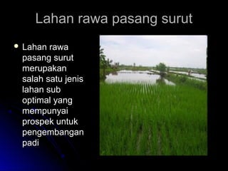 Lahan rawa pasang surutLahan rawa pasang surut
 Lahan rawaLahan rawa
pasang surutpasang surut
merupakanmerupakan
salah satu jenissalah satu jenis
lahan sublahan sub
optimal yangoptimal yang
mempunyaimempunyai
prospek untukprospek untuk
pengembanganpengembangan
padipadi
 