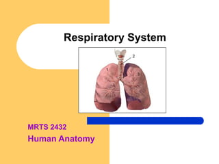 Respiratory System
MRTS 2432
Human Anatomy
 