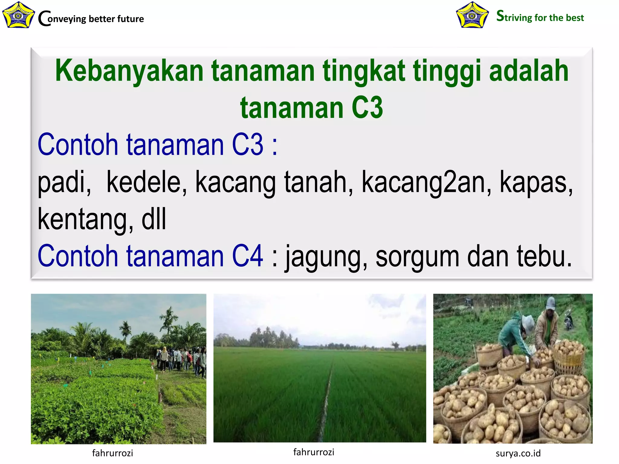 onveying better futureC Striving for the best
Kebanyakan tanaman tingkat tinggi adalah
tanaman C3
Contoh tanaman C3 :
padi, kedele, kacang tanah, kacang2an, kapas,
kentang, dll
Contoh tanaman C4 : jagung, sorgum dan tebu.
surya.co.idfahrurrozifahrurrozi
 