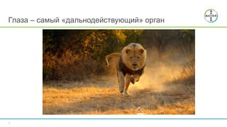 7
Глаза – самый «дальнодействующий» орган
 