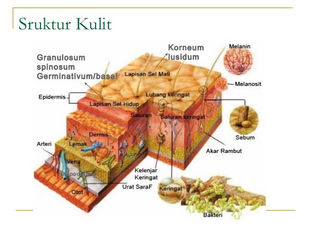 Fisiologi Kulit