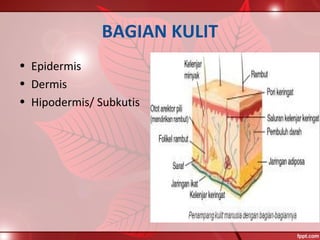 BAGIAN KULIT
• Epidermis
• Dermis
• Hipodermis/ Subkutis
 