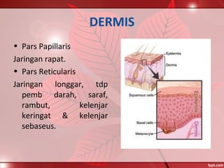 DERMIS
• Pars Papillaris
Jaringan rapat.
• Pars Reticularis
Jaringan longgar, tdp
pemb darah, saraf,
rambut, kelenjar
keringat & kelenjar
sebaseus.
 
