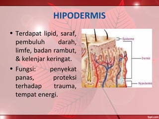 HIPODERMIS
• Terdapat lipid, saraf,
pembuluh darah,
limfe, badan rambut,
& kelenjar keringat.
• Fungsi: penyekat
panas, proteksi
terhadap trauma,
tempat energi.
 