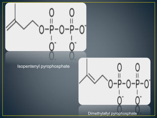 Isopentenyl pyrophosphate
Dimethylallyl pyrophosphate
 