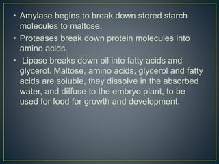 • Amylase begins to break down stored starch
molecules to maltose.
• Proteases break down protein molecules into
amino acids.
• Lipase breaks down oil into fatty acids and
glycerol. Maltose, amino acids, glycerol and fatty
acids are soluble, they dissolve in the absorbed
water, and diffuse to the embryo plant, to be
used for food for growth and development.
 