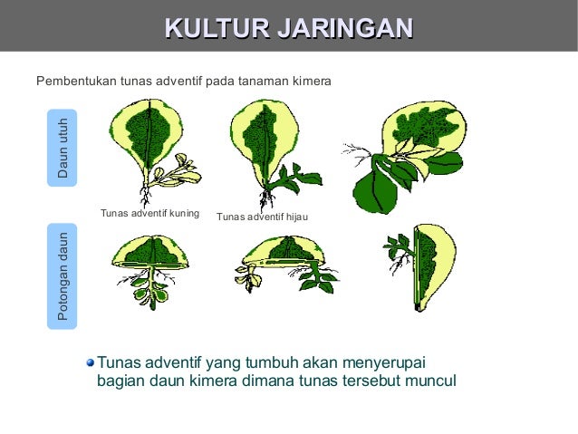 Get Tunas Adventif Daun Terdapat Pada Tanaman Pics