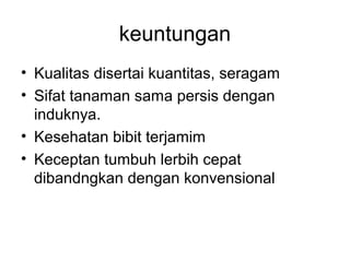 keuntungan 
• Kualitas disertai kuantitas, seragam 
• Sifat tanaman sama persis dengan 
induknya. 
• Kesehatan bibit terjamim 
• Keceptan tumbuh lerbih cepat 
dibandngkan dengan konvensional 
 