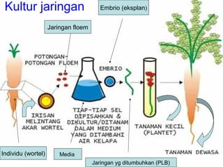 Kultur jaringan 
Individu (wortel) 
Jaringan floem 
Media 
Embrio (eksplan) 
Jaringan yg ditumbuhkan (PLB) 
 