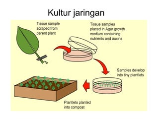 Kultur jaringan 
 