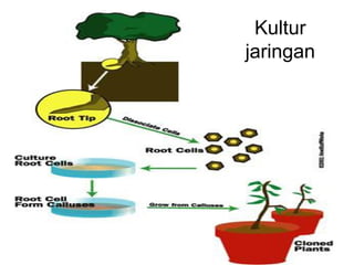 Kultur 
jaringan 
 