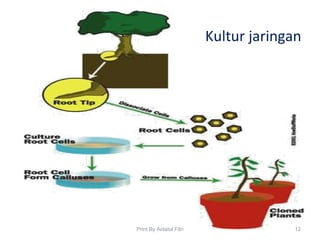 Kultur jaringan
12Print By Aidatul Fitri
 