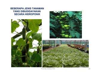 BEBERAPA JENIS TANAMAN
YANG DIBUDIDAYAKAN
SECARA HIDROPONIK
24Print By Aidatul Fitri
 