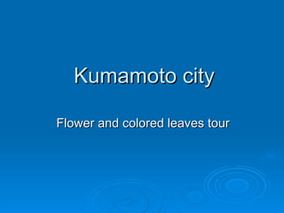 Kumamoto city Flower and colored leaves tour 