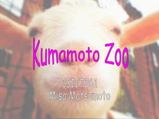Kumamoto Zoo 13107261 Misa Matsumoto Kumamoto Zoo 13107261 Misa Matsumoto 