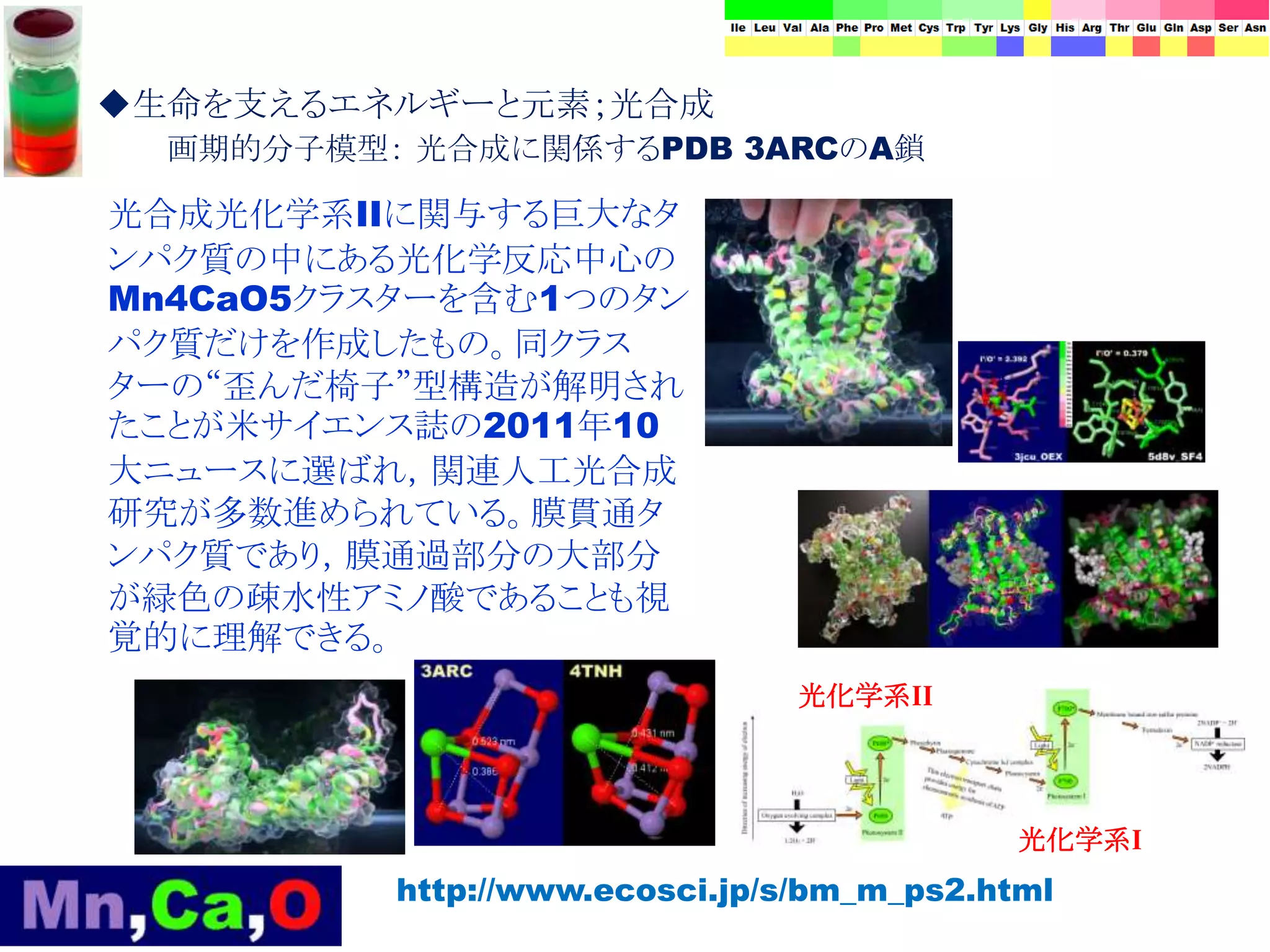 http://www.ecosci.jp/s/bm_m_ps2.html
光合成光化学系IIに関与する巨大なタ
ンパク質の中にある光化学反応中心の
Mn4CaO5クラスターを含む1つのタン
パク質だけを作成したもの。同クラス
ターの“歪んだ椅子”型構造が解明され
たことが米サイエンス誌の2011年10
大ニュースに選ばれ，関連人工光合成
研究が多数進められている。膜貫通タ
ンパク質であり，膜通過部分の大部分
が緑色の疎水性アミノ酸であることも視
覚的に理解できる。
光化学系II
光化学系I
◆生命を支えるエネルギーと元素；光合成
画期的分子模型： 光合成に関係するPDB 3ARCのA鎖
 