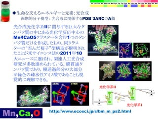 http://www.ecosci.jp/s/bm_m_ps2.html
光合成光化学系IIに関与する巨大なタ
ンパク質の中にある光化学反応中心の
Mn4CaO5クラスターを含む1つのタン
パク質だけを作成したもの。同クラス
ターの“歪んだ椅子”型構造が解明され
たことが米サイエンス誌の2011年10
大ニュースに選ばれ，関連人工光合成
研究が多数進められている。膜貫通タ
ンパク質であり，膜通過部分の大部分
が緑色の疎水性アミノ酸であることも視
覚的に理解できる。
光化学系II
光化学系I
◆生命を支えるエネルギーと元素；光合成
画期的分子模型： 光合成に関係するPDB 3ARCのA鎖
 