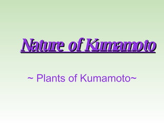 Nature of Kumamoto ~ Plants of Kumamoto~  