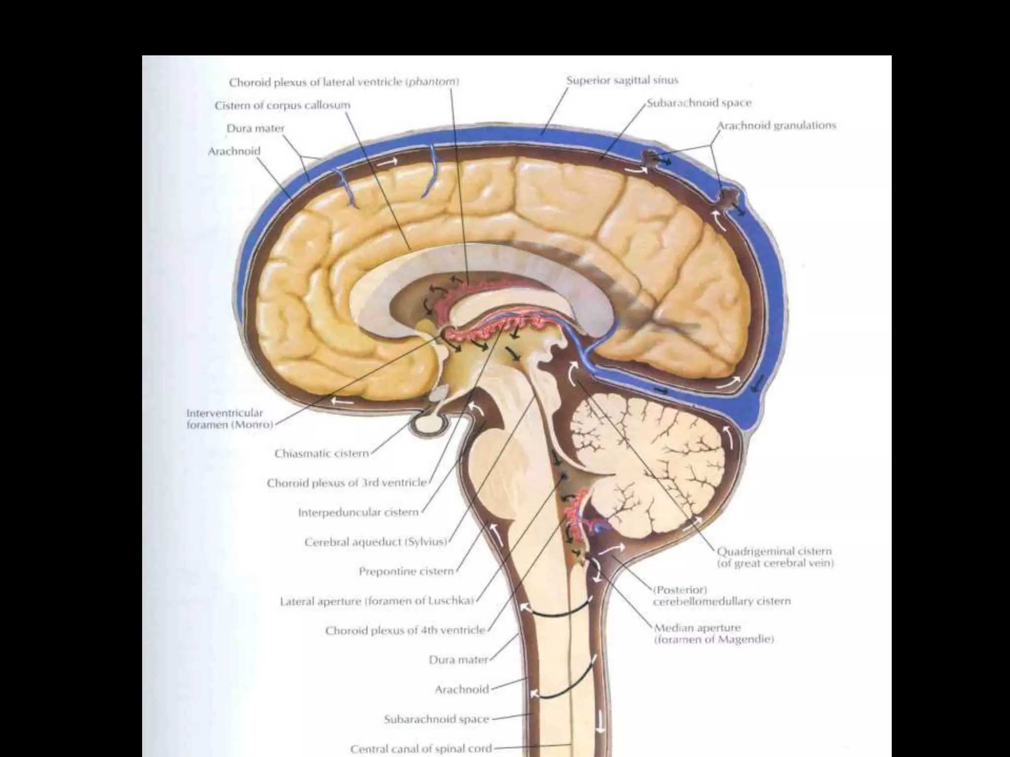 MRI SECTIONAL ANATOMY OF BRAIN | PPTX