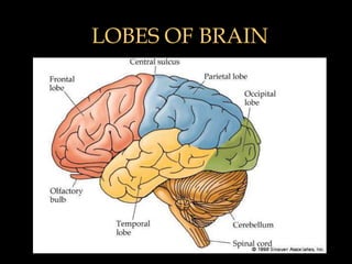 LOBES OF BRAIN
 