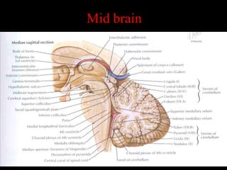 Mid brain
 