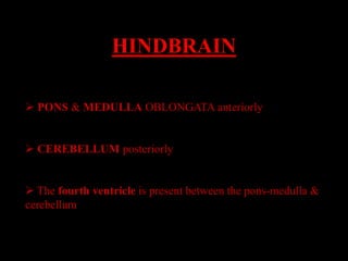 HINDBRAIN

 PONS & MEDULLA OBLONGATA anteriorly


 CEREBELLUM posteriorly


 The fourth ventricle is present between the pons-medulla &
cerebellum
 