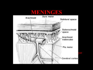 MENINGES
 DURAMATER :


 ARACHNOID MATER


 PIAMATER


 outer periosteal layer & inner meningeal layer
 