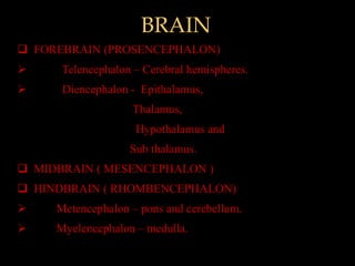 BRAIN
 FOREBRAIN (PROSENCEPHALON)
     Telencephalon – Cerebral hemispheres.
     Diencephalon - Epithalamus,
                   Thalamus,
                    Hypothalamus and
                   Sub thalamus.
 MIDBRAIN ( MESENCEPHALON )
 HINDBRAIN ( RHOMBENCEPHALON)
    Metencephalon – pons and cerebellum.
    Myelencephalon – medulla.
 