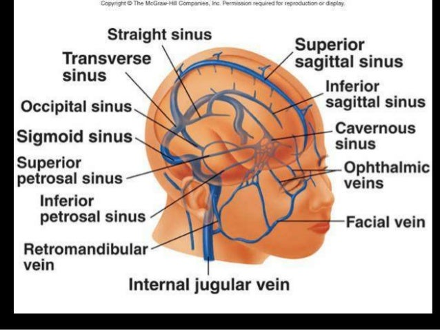 MRI SECTIONAL ANATOMY OF BRAIN