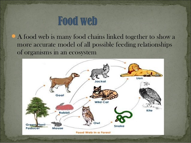What Is A Food Chain In Geography