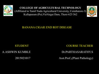 COLLEGE OF AGRICULTURAL TECHNOLOGY
(Affiliated to Tamil Nadu Agricultural University, Coimbatore-3)
Kullapuram (Po),ViaVaigai Dam, Theni-625 562
BANANA CIGAR END ROT DISEASE
STUDENT COURSE TEACHER
A.ASHWIN KUMBLE Dr.PARTHASARATHY.S
2015021017 Asst.Prof.,(Plant Pathology)
 