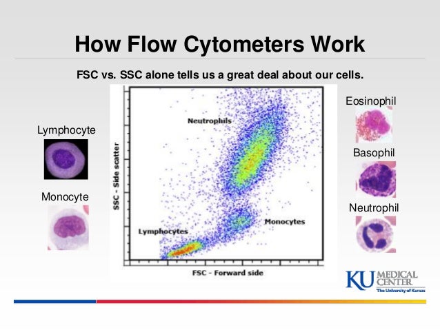 Kumc introduction to flow cytometry