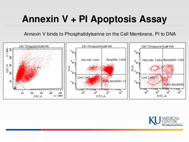 annexin v pi staining