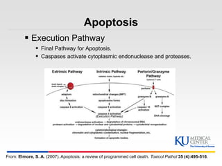 Kumc measuring apoptosis using flow cytometry | PPTX