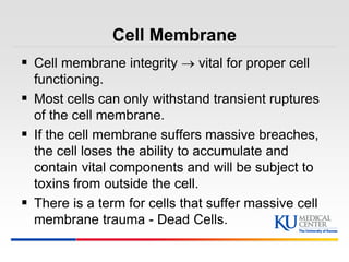 Cell Integrity Kumc measuring apoptosis using flow cytometry | PPTX