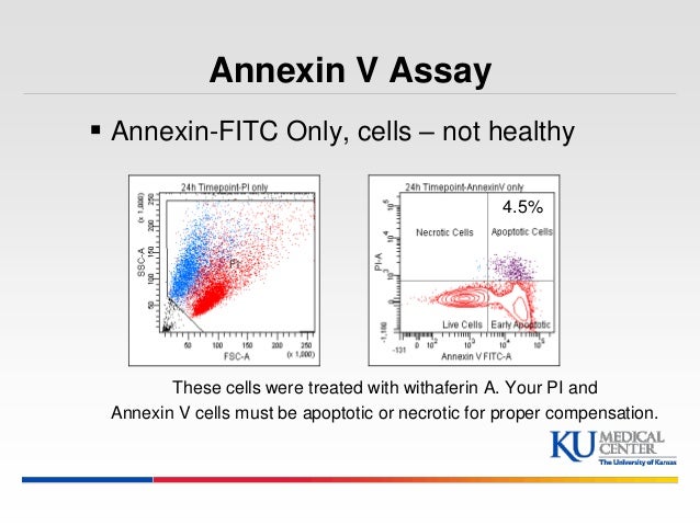 annexin v pi staining