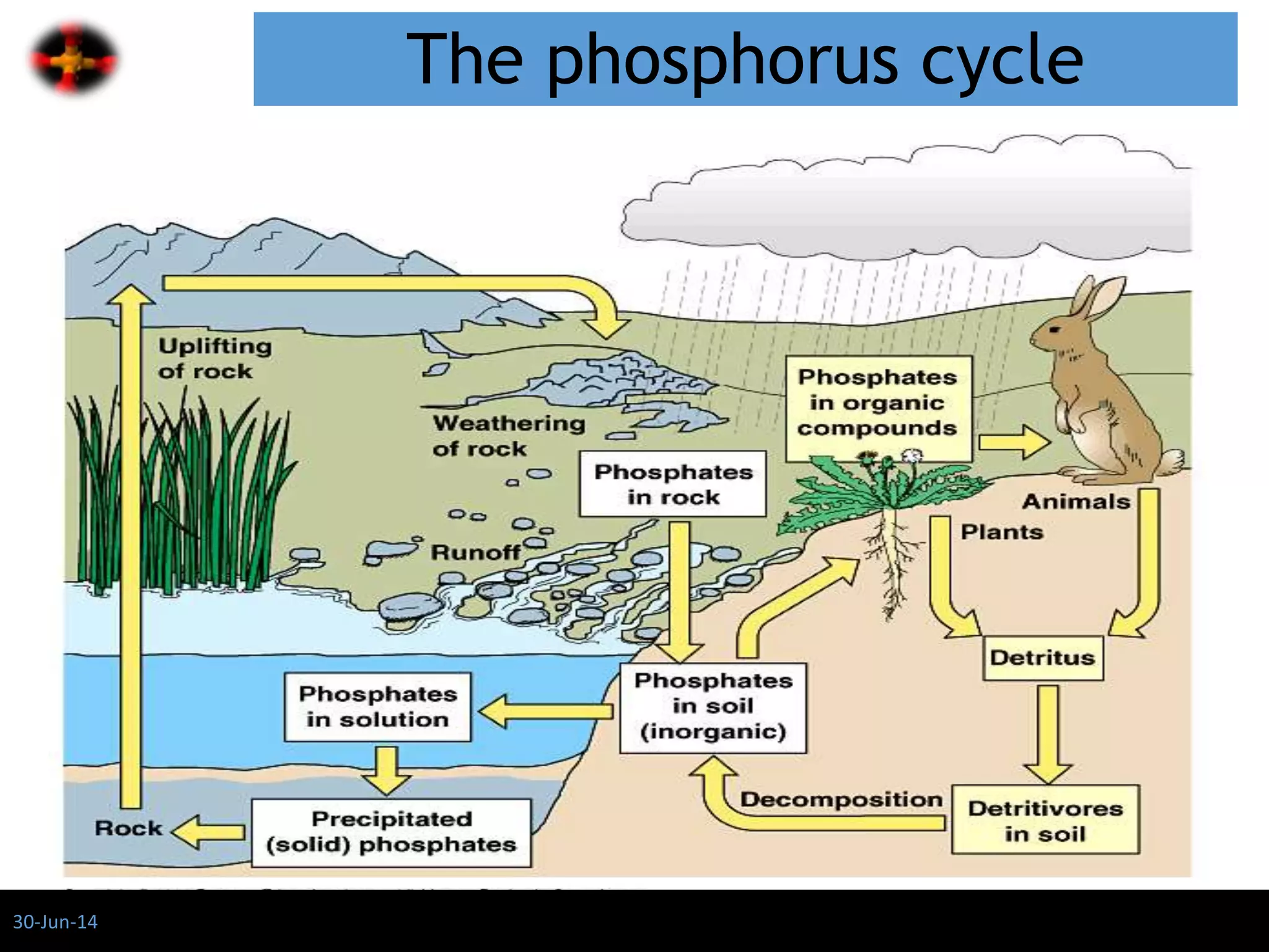 The phosphorus cycle
30-Jun-14
 