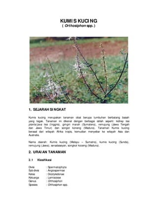 KUMI S KUCI NG
( Orthosiphon spp. )
1. SEJARAH SI NGKAT
Kumis kucing merupakan tanaman obat berupa tumbuhan berbatang basah
yang tegak. Tanaman ini dikenal dengan berbagai istilah seperti: kidney tea
plants/java tea (Inggris), giri-giri marah (Sumatera), remujung (Jawa Tengah
dan Jawa Timur) dan songot koneng (Madura). Tanaman Kumis kucing
berasal dari wilayah Afrika tropis, kemudian menyebar ke wilayah Asia dan
Australia.
Nama daerah: Kumis kucing (Melayu – Sumatra), kumis kucing (Sunda),
remujung (Jawa), se-salaseyan, songkot koceng (Madura).
2. URAI AN TANAMAN
2.1 Klasifikasi
Divisi : Spermatophyta
Sub divisi : Angiospermae
Kelas : Dicotyledonae
Keluarga : Lamiaceae
Genus : Orthosiphon
Spesies : Orthosiphon spp.
 