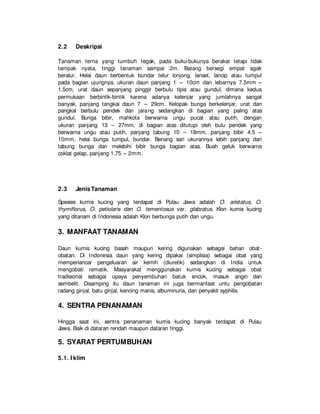 2.2 Deskripsi
Tanaman terna yang tumbuh tegak, pada buku-bukunya berakar tetapi tidak
tampak nyata, tinggi tanaman sampai 2m. Batang bersegi empat agak
beralur. Helai daun berbentuk bundar telur lonjong, lanset, lancip atau tumpul
pada bagian ujungnya, ukuran daun panjang 1 – 10cm dan lebarnya 7.5mm –
1.5cm, urat daun sepanjang pinggir berbulu tipis atau gundul, dimana kedua
permukaan berbintik-bintik karena adanya kelenjar yang jumlahnya sangat
banyak, panjang tangkai daun 7 – 29cm. Kelopak bunga berkelenjar, urat dan
pangkal berbulu pendek dan jarang sedangkan di bagian yang paling atas
gundul. Bunga bibir, mahkota berwarna ungu pucat atau putih, dengan
ukuran panjang 13 – 27mm, di bagian atas ditutupi oleh bulu pendek yang
berwarna ungu atau putih, panjang tabung 10 – 18mm, panjang bibir 4.5 –
10mm, helai bunga tumpul, bundar. Benang sari ukurannya lebih panjang dari
tabung bunga dan melebihi bibir bunga bagian atas. Buah geluk berwarna
coklat gelap, panjang 1.75 – 2mm.
2.3 JenisTanaman
Spesies kumis kucing yang terdapat di Pulau Jawa adalah O. aristatus, O.
thymiflorus, O. petiolaris dan O. tementosus var. glabratus. Klon kumis kucing
yang ditanam di Indonesia adalah Klon berbunga putih dan ungu.
3. MANFAAT TANAMAN
Daun kumis kucing basah maupun kering digunakan sebagai bahan obat-
obatan. Di Indonesia daun yang kering dipakai (simplisia) sebagai obat yang
memperlancar pengeluaran air kemih (diuretik) sedangkan di India untuk
mengobati rematik. Masyarakat menggunakan kumis kucing sebagai obat
tradisional sebagai upaya penyembuhan batuk encok, masuk angin dan
sembelit. Disamping itu daun tanaman ini juga bermanfaat untu pengobatan
radang ginjal, batu ginjal, kencing manis, albuminuria, dan penyakit syphilis.
4. SENTRA PENANAMAN
Hingga saat ini, sentra penanaman kumis kucing banyak terdapat di Pulau
Jawa. Baik di dataran rendah maupun dataran tinggi.
5. SYARAT PERTUMBUHAN
5.1. I klim
 