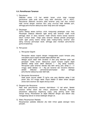 6.4. Pemeliharaan Tanaman
1) Penyulaman
Dilakukan antara 1-15 hari setelah tanam untuk tetap menjaga
pertanaman pada jarak tanam yang telah ditentukan (40 x 40cm).
Penyulaman dilakukan terutama pada tanaman yang mati atau tumbuh
tidak normal dengan tanaman baru yang umurnya tidak berbeda jauh,
sehingga pertumbuhan selanjutnya akan tetap sama dan seragam.
2) Penyiangan
Gulma disiangi secara kontinyu untuk mengurangi persaingan unsur hara.
Penyiangan biasanya dilakukan agak sering saat tanaman masih muda
sehingga lahan di atara tanaman masih terbuka karena kanopi tanaman
belum tumbuh besar. Tetapi pada tanaman dewasa periode penyiangan
sudah agak jarang karena kanopi pada masing-masing tanaman akan
saling menutup permukaan tanah, sehingga akan menekan pertumbuhan
gulma di bawahnya.
3) Pemupukan
a. Pemupukan Organik
Pemupukan secara organic dengan menggunakan pupuk kompos yang
merupakan pupuk organic komplek dapat diberikan sbb:
Sebagai pupuk dasar telah diuraikan di atas yang diberikan pada saat
penyiapan media tanam. Selanjutnya pupuk kompos organic dapat
diberikan setiap bulan sekali sebanyak 1 – 2kg setiap tanaman.
Pemupukan pada tanaman dewasa bisa lebih sering yaitu setiap 2 – 3
minggu sekali sebesar 1.5 – 3kg per tanaman dan terutama diberikan
setelah dilakukan pemanenan/perompesan daun sehingga
pertumbuhan selanjutnya akan lebih baik.
b. Pemupukan Konvensional
Dosis pupuk anjuran adalah 75 kg/ha urea yang diberikan setiap 3 kali
panen atau 6-9 minggu sekali. Pupuk disebar di dalam larikan dangkal
antara baris tanaman dan segera ditutup tanah.
4) Pengairan dan Penyiraman
Pada awal pertumbuhan, tanaman diairi/disiram 1-2 kali sehari. Setelah
tanaman terlihat kokoh dan rimbun, penyiraman dikurangi. Frekuensi
penyiraman selanjutnya tergantung cuaca, yang penting tanah tidak
sampai kering. Penambahan air dapat dilakukan dengan cara disiram atau
menggenangi saluran di antara bedengan dengan air.
5) Waktu Penyemprotan Pestisida
Penyemprotan pestisida dilakukan jika telah timbul gejala serangan hama
penyakit.
 