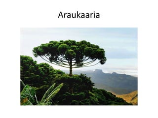 Araukaaria
 