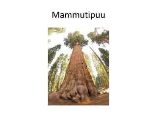 Mammutipuu
 