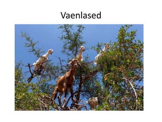 Vaenlased
 